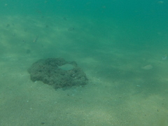 Eucinostomus currani