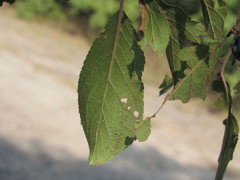 Prunus spinosa dasyphylla