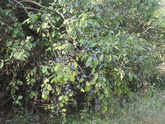 Prunus spinosa dasyphylla
