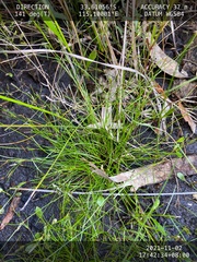 Schoenus maschalinus