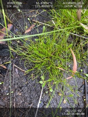 Schoenus maschalinus