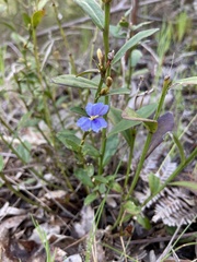 Dampiera triloba