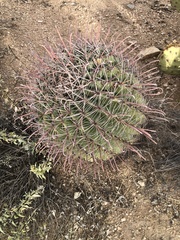 Ferocactus wislizeni