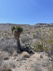 Yucca rostrata