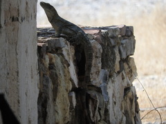 Ctenosaura acanthura