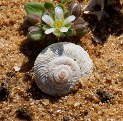 Xerocrassa davidiana