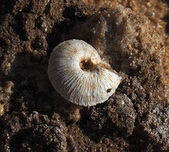 Xerocrassa davidiana