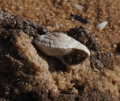 Xerocrassa davidiana