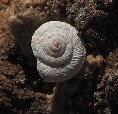 Xerocrassa davidiana