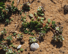 Polycarpon succulentum