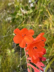 Watsonia schlechteri