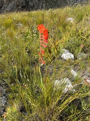 Watsonia schlechteri