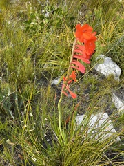 Watsonia schlechteri