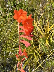 Watsonia schlechteri
