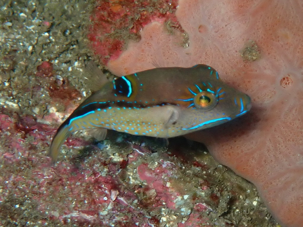 Spotback toby (Canthigaster supramacula) — Tetraodontidae