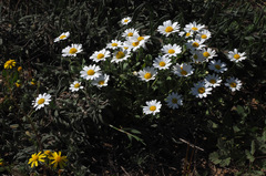 Anthemis leucanthemifolia