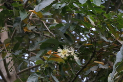 Duabanga grandiflora