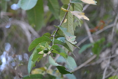 Duabanga grandiflora