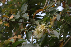 Duabanga grandiflora