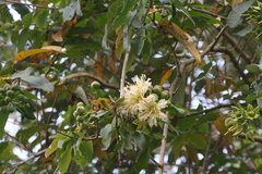 Duabanga grandiflora