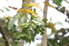 Duabanga grandiflora
