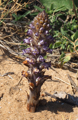 Orobanche cernua