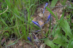 Irideae