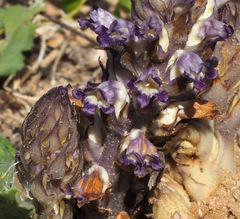 Orobanche cernua