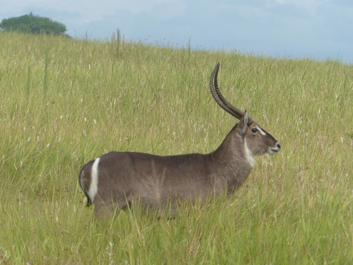 Waterbuck