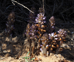 Orobanche cernua