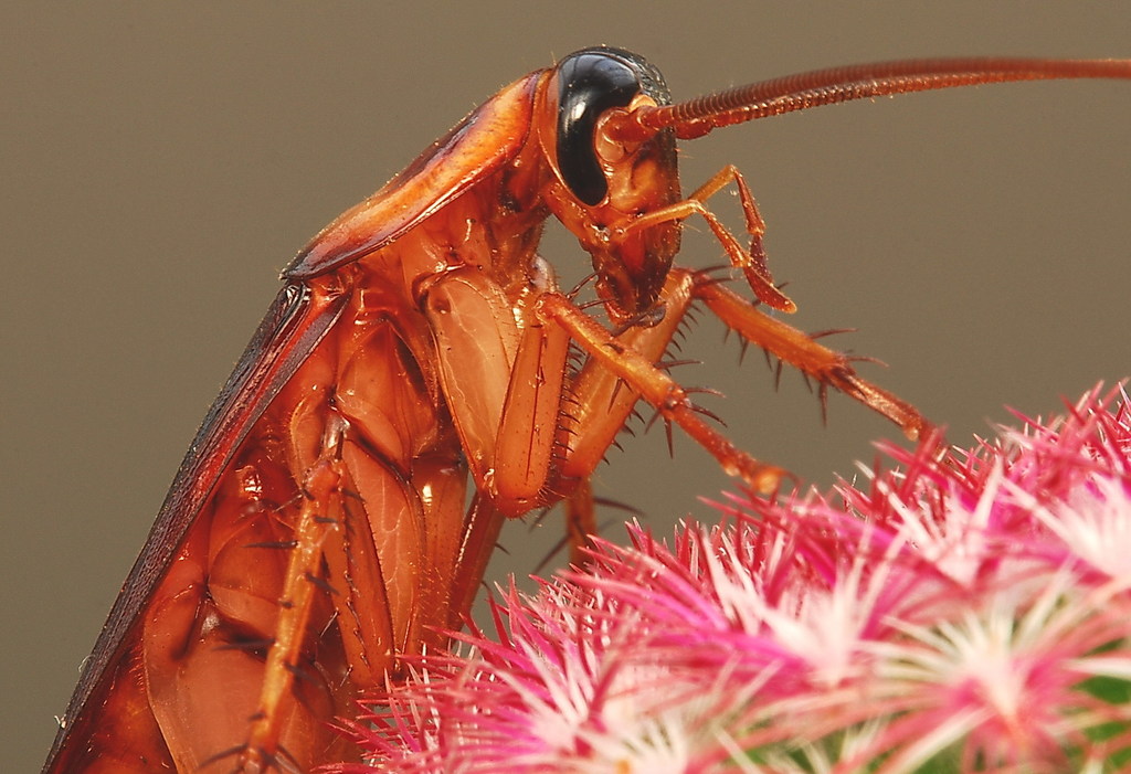 Household Cockroaches and Allies