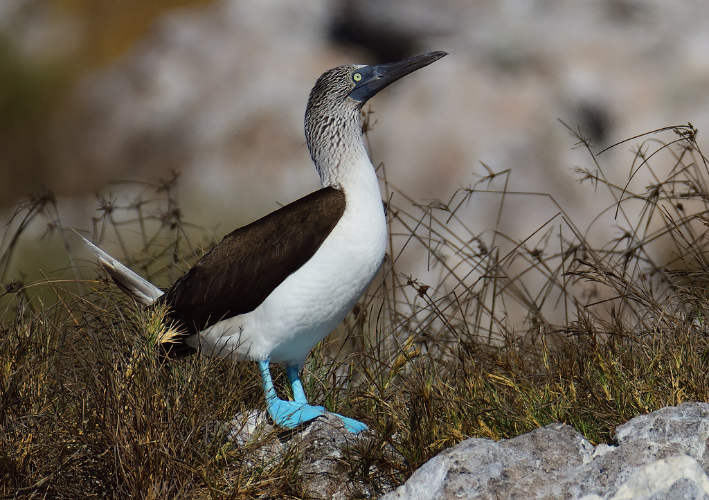 Blue-Footed Booby