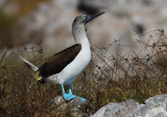 Blue-Footed Booby photo 1