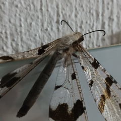 Lachlathetes moestus