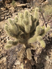 Cylindropuntia bigelovii