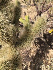 Cylindropuntia bigelovii