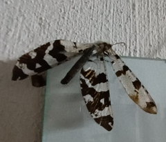 Lachlathetes moestus