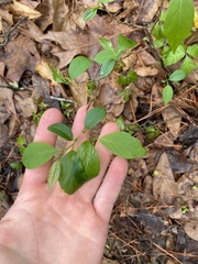 Styrax americanus