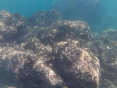 Ophioblennius steindachneri