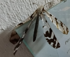 Lachlathetes moestus