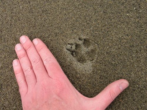 Darwin's Fox