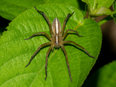 Neoctenus