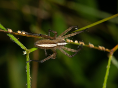 Neoctenus