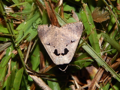 Anoba atriplaga