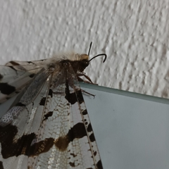 Lachlathetes moestus