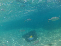 Trachinotus rhodopus