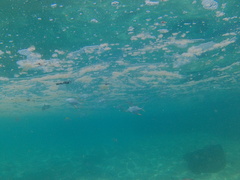 Trachinotus rhodopus