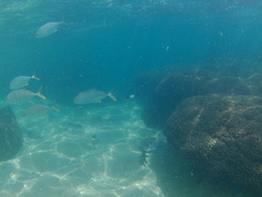 Trachinotus rhodopus