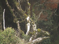 Geranoaetus polyosoma polyosoma