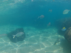 Trachinotus rhodopus